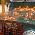 Landy Leaves